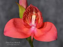 Image result for Rhipidoglossum pusillum