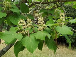 Image result for Catalpa