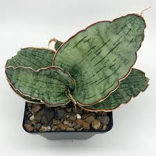 Image result for Sansevieria kirkii