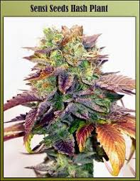 Atomic prefers soil growing methods, but this hardy plant will give. Dropastones Northern Lights 5 Grow Journal Page 31 Rollitup