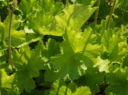 Image result for heuchera americana