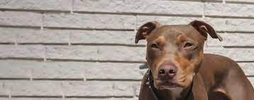 A pitbull doberman mix is a designer breed that results from crossing the american pitbull and doberman pinscher breeds. Doberman Pit Dog Breed Facts And Information Wag Dog Walking