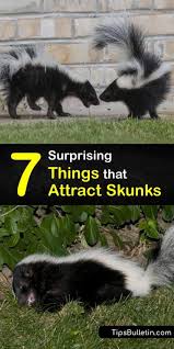 I use orange peels to get rid of a skunk that has been digging up holes in my backyard! 7 Surprising Things That Attract Skunks