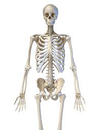 Enhance your anatomy lessons on the human torso. Upper Body View Of Human Skeletal Photograph By Pixelchaos