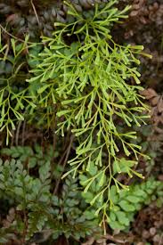 Image result for Lindsaeaceae