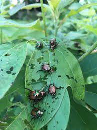 Japanese Beetle Control Hendrickson Tree Care Kansas City Mo