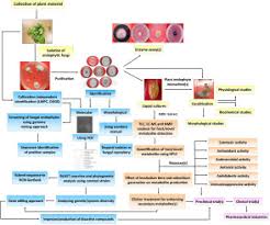 Ratings & reviews of pine hill apartments in howell, mi. A Critical Review On Exploiting The Pharmaceutical Potential Of Plant Endophytic Fungi Sciencedirect