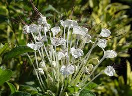 Image result for Clerodendrum incisum