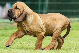 Rottweiler metzgerhund) é uma raça de cães molossos desenvolvida na alemanha. Cachorro Fila 9 Fatos Curiosos Sobre Essa Raca Brasileira Adoro Pets