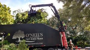 Check spelling or type a new query. O Neil S Tree Service