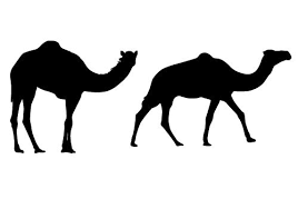 Vector cartoon clip art illustration of a happy camel walking forward toward the viewer. Pin On Silhouette Clip Art