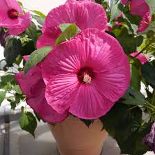 Image result for Hibiscus mechowii