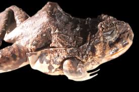 Image result for Strabomantis necerus