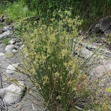 Image result for Juncaceae