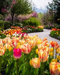 Maybe you would like to learn more about one of these? Tulip Festival 2021 Extended Thanksgiving Point At Thanksgiving Point Lehi Ut Festivals Special Events