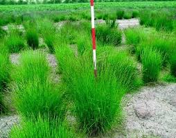 Çimin kalitesi, cinsi, içeriğinde kullanılan özel karışımlar rulo çim fiyatları için öncelikli ve belirleyici özelliklerdir. Cim Turleri Ve Ozellikleri Hangisini Secmelisiniz Herkese Tarim