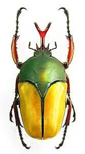 Eudicella Immaculata Beetle Insect Bugs And Insects Insect Collection