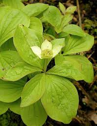 Image result for Hirpicium gracile