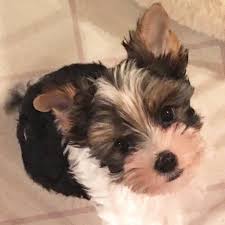 All yorkie puppies that are parti colored can be found on the parti yorkies for sale page. Nw Parti Yorkie Breeder Home Facebook