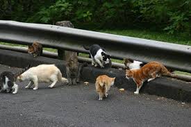 • humane control • trap neuter return (tnr) • getting help! Signs Of Fall 3 Feral Cats Ecologist S Notebook