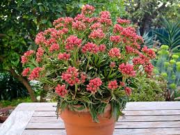 Image result for Kalanchoe