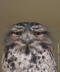 Birds That Cannot Fly Are Called Introducing The Frogmouth Nocturnal Birds Pet Birds Australian Fauna