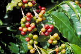 Image result for Coffea