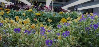 Some of the conventional tested crops which perform top in a hydroponic system are spinach/lettuce, wheatgrass, strawberries, peas, and export quality commercial flower crops (there are tons of flower. How To Serve Four Edible Flowers And Herbs Institute Of Culinary Education