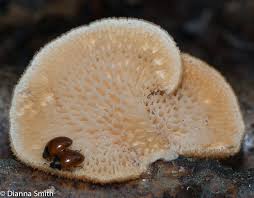 Image result for Polyporus pendulus