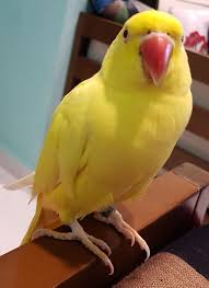 Black Bird With Red And Yellow Beak Name Champ Breed Lutino Ringneck Parrakeet Gender Female Color Yellow Red Beak Age 6 Years Old Features Has A Ring In One Of He Parrot Champs Breeds