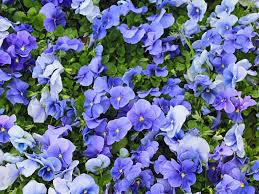 Blue and yellow flowers names. Top 55 Beautiful Types Of Blue Flowers With Names And Pictures Florgeous