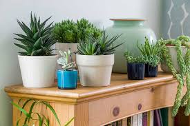 British cactus & succulent society benefits. Cacti And Succulents Rhs Gardening