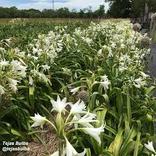Image result for Crinum harmsii