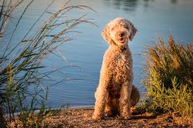 Dogs with any of the three coat types can also be missing furnishings. About Red Rock Golden Doodles