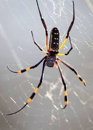 This particular one is argiope appensa, which is usually found in the west pacific, but a few strays have been spotted in florida as well. 5 Types Of Banana Spiders From Harmless To Venomous Storyteller Travel