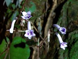 Image result for Streptocarpus sp.nov. aff. S. grandis