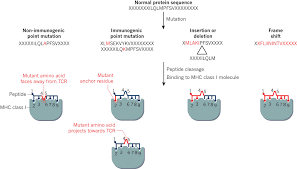 (a substance that causes cancer or helps cancer grow is called a carcinogen.) the american cancer society looks to these organizations to evaluate the risks based on evidence from laboratory, animal, and human research studies. Elements Of Cancer Immunity And The Cancer Immune Set Point Nature