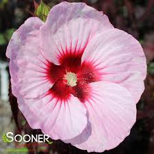 Image result for Hibiscus mechowii