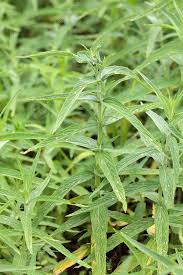 Image result for Mentha longifolia