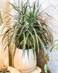 Image result for dracaena