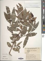 Image result for Polysphaeria multiflora