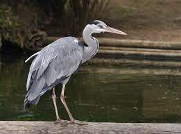 L'ardea cinerea è l'airone più diffuso nel vecchio continente © giuseppe mazza. Datei Ardea Cinerea Qtl3 Jpg Wikipedia