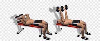 Lying triceps extensions are one of the most stimulating exercises to the entire triceps muscle group in the upper arm. Physical Fitness Shoulder Bench Dumbbell Lying Triceps Extensions French Press Physical Fitness Gym Png Pngegg