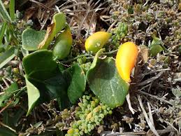 Image result for Kedrostis nana