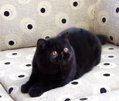 The british shorthair is the oldest natural english breed. Pin On Makiyazh