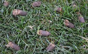Perfect lawn aerator services will aerate a homeowner's lawn, either in the spring after the final freeze and before fertilization or in the fall before the first freeze. Pro Lawn Care Burnaby Lawn Maintenance Landscaping And Hardscaping Burnaby