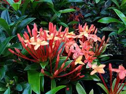 Image result for Ixora praetermissa