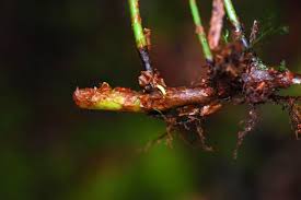 Image result for Elaphoglossum kivuense
