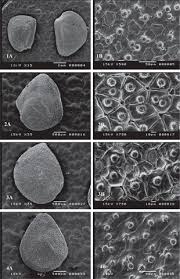 Image result for Fagonia isotricha