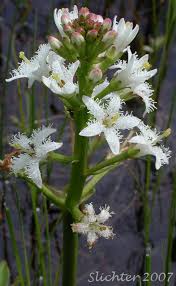 Image result for Menyanthaceae